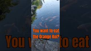 Do you want to eat a Koi?