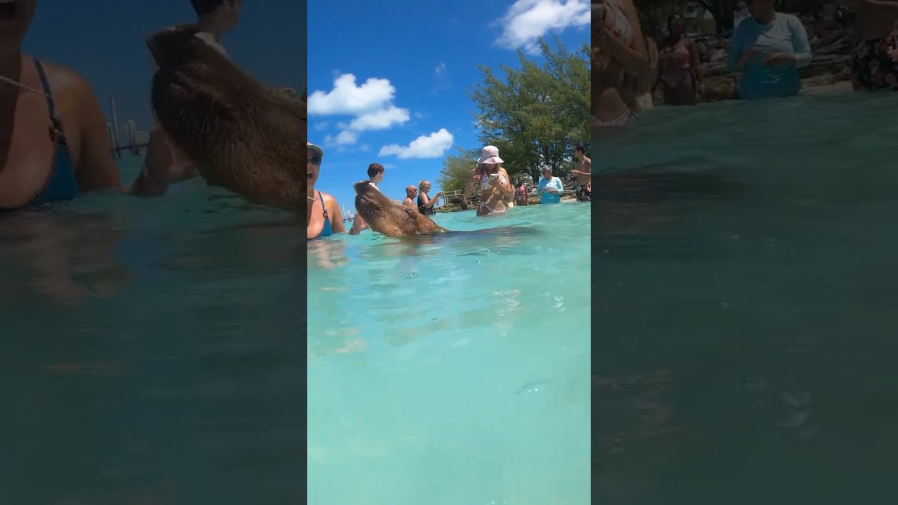 Swimming pigs 