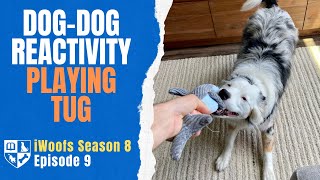 Use Tug to Avoid Dog-Dog Reactivity - iWoofs S8E9