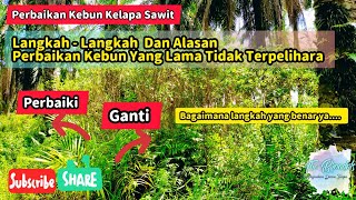 Langkah Dan Alasan Perbaikan Kebun Kelapa Sawit Yang Lama Tidak Terpelihara