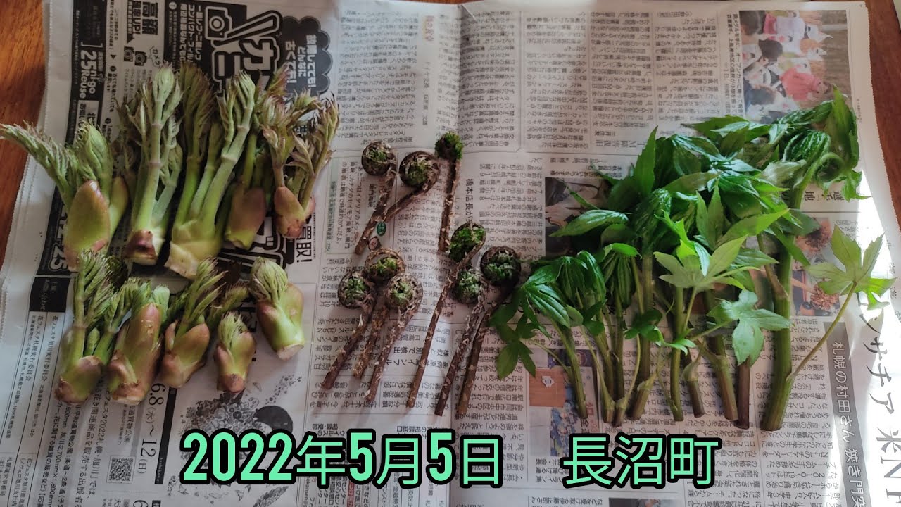 ②【♡ページ】 タラの芽　カンゾウ　コゴミ　つくし 2022年5月5日 モミジガサ コシアブラ 赤コゴミ ウド タラの芽 長沼町