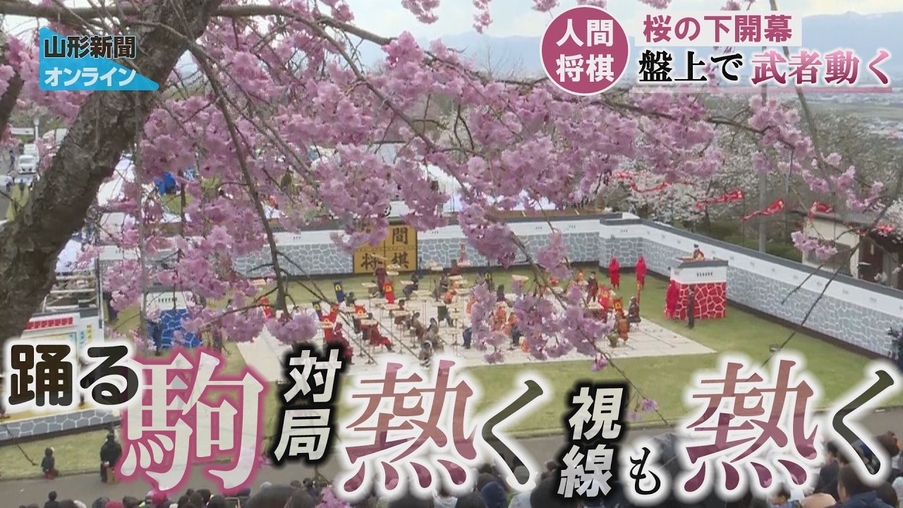 Human Chess Game Begins Under Cherry Blossoms: Warriors in Action