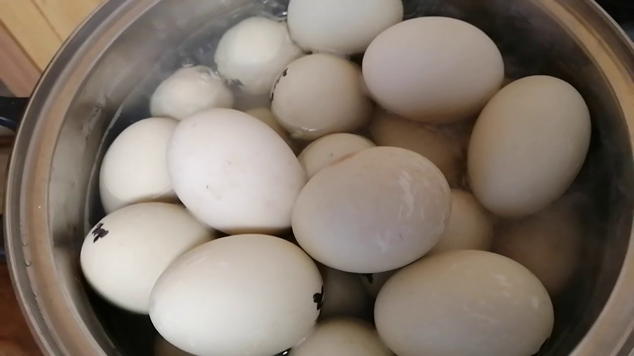 Инкубация яиц индоутки. Излишки яиц. Антибиотики в яйцах. Белый гриб лежит.