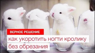 Как укоротить ногти кролику без обрезания Как укоротить ногти кролику без обрезания