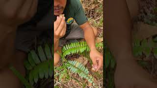 Part 1: Trying wild exotic fruits in the jungle in the Philippines! 🇵🇭 #philippines #exoticfruit