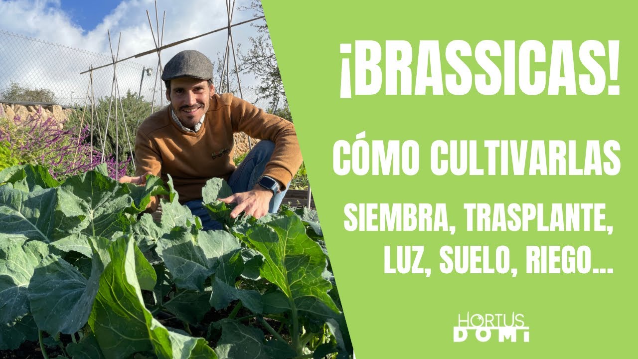 Cómo cultivar brassicas: brócoli, coliflor, col, kale, col de Bruselas, lombarda…