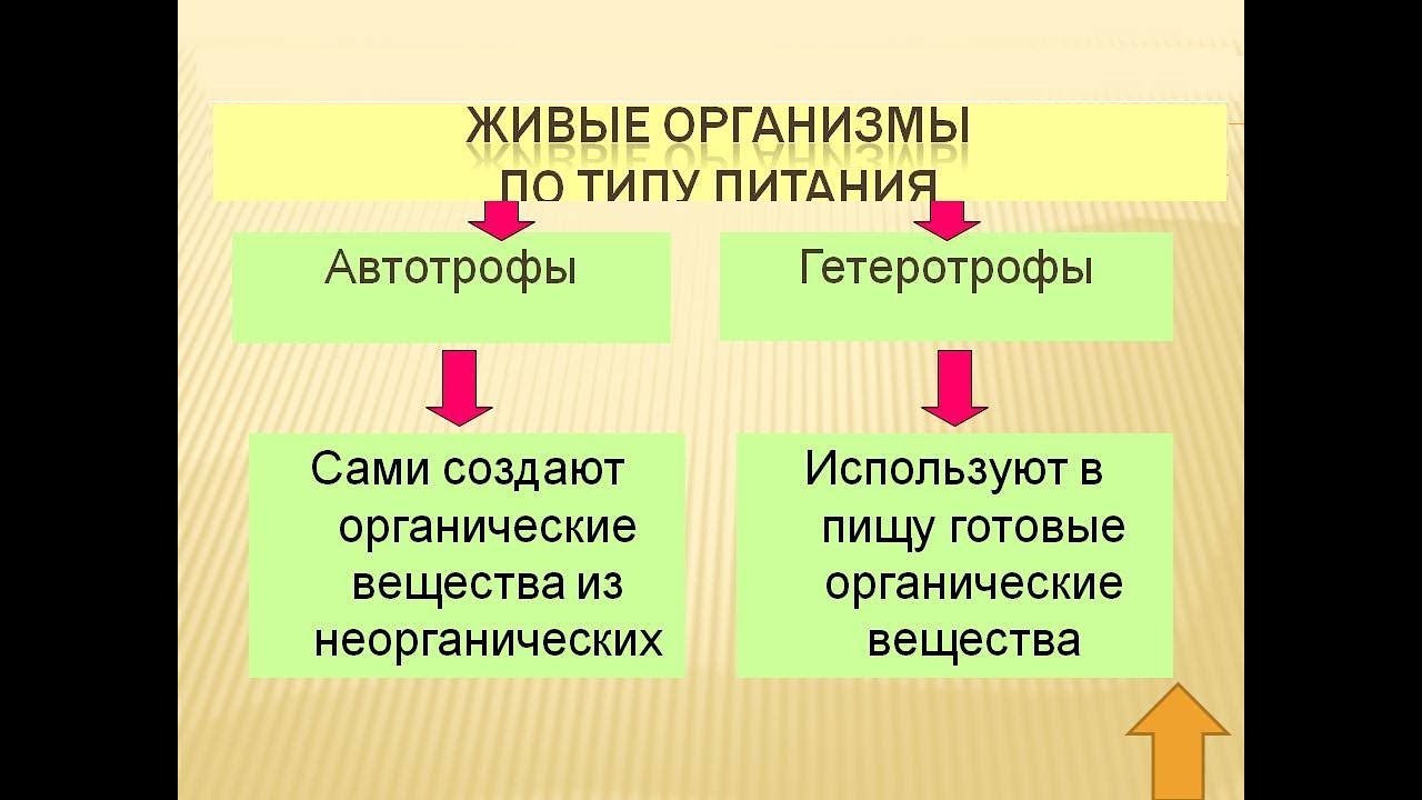 Что такое гетеротрофный тип питания