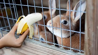 Watch these shelter bunnies react to banana for the first time!