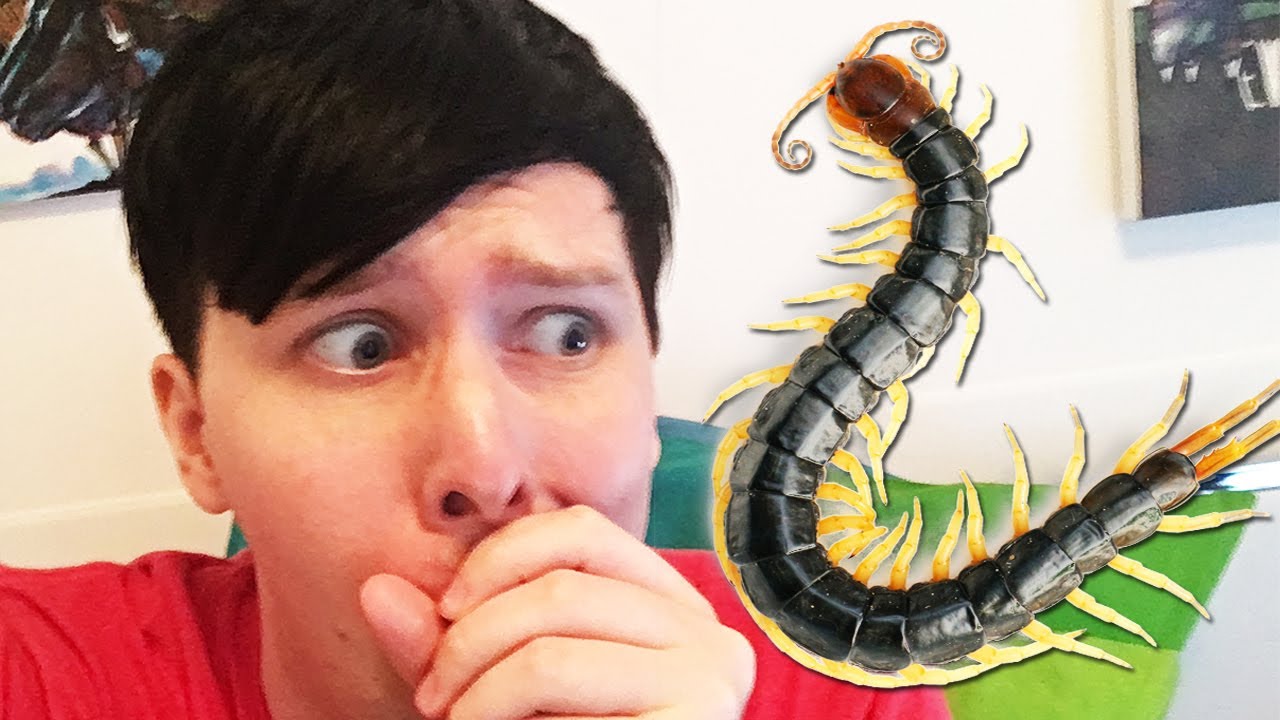 GIANT CENTIPEDE ATTACK - LIVE SHOW from 18th June 2017. SUBSCRIBE FOR MORE! http://www.youtube.com/subscription_c...

MERCH! http://www.danandphilshop.com

I talk about centipedes, heat