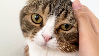 助けてください…このままじゃ猫に食べられちゃう！【親友】【仲良し】【デブ滅の刃】【噛み柱】【本当はおっさんが大好き】
