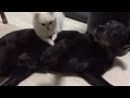 おねーちゃんに乗っかるポメラニアン