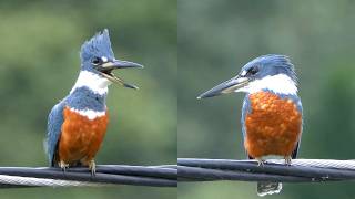 Ringed Kingfisher Sound