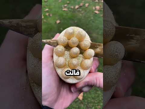 تسلمي ياست الكل بوظتي الدنيا خالص