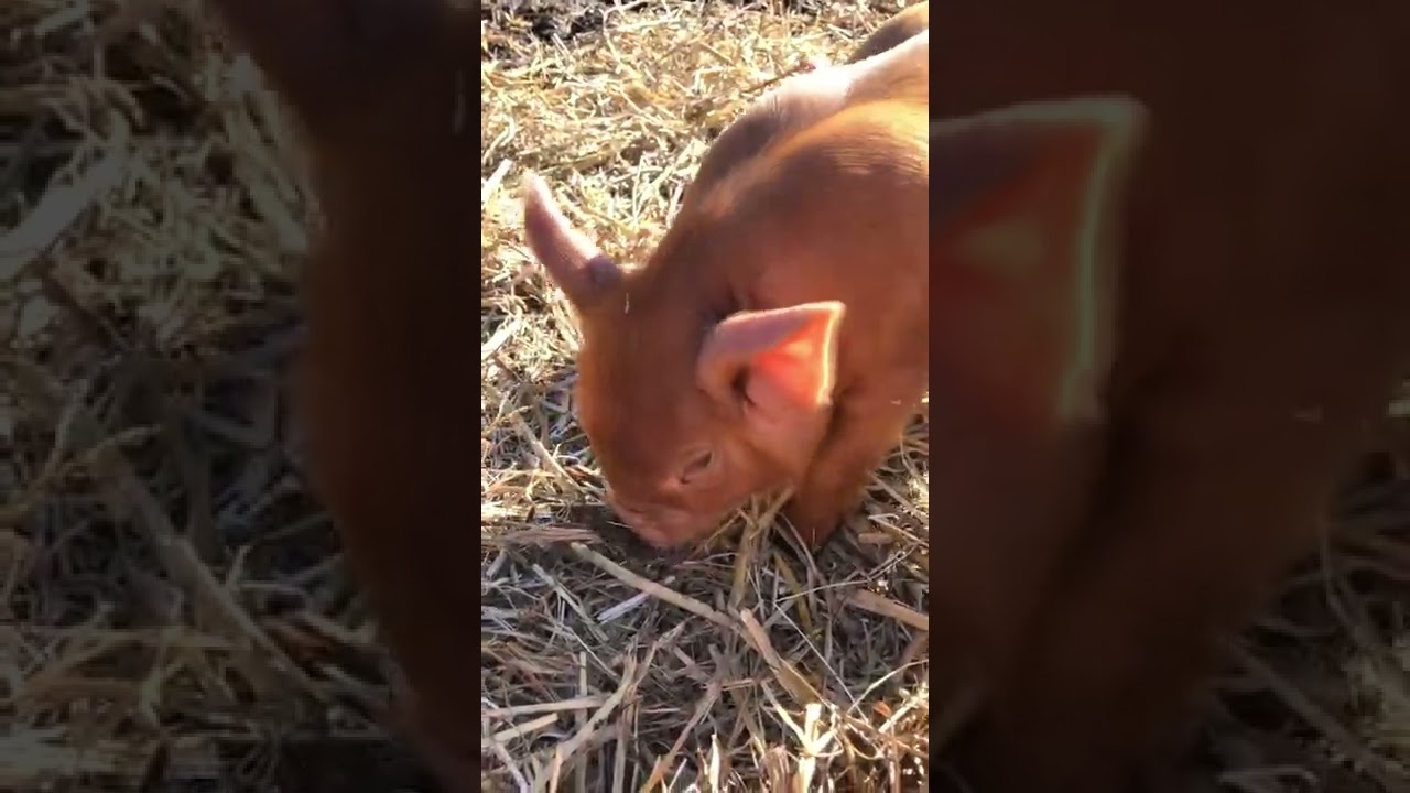 Das erste mal Ferkelfutter probieren.