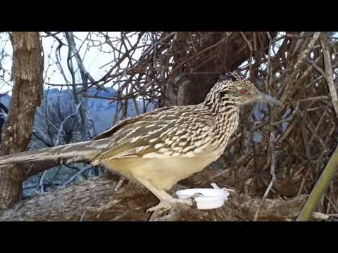 Greater Roadrunner eating