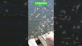 Incrível Xerelete pescado no Rio Piraqueaçu @mendesfamilyfishingteam8349