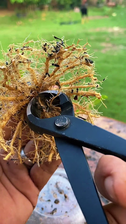 Hasil program akar bahan bonsai anting putri ukuran shito #shito #bonsai