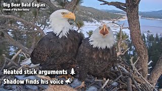 Big BearHeated Stick ArgumentShadow Finds His Voice20211219