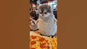 Sweet Penguin Wedding 💍 Then Chaos with Their Baby Penguins & Angel Cat Uncle! 🐧🐱 #Shorts #penguins