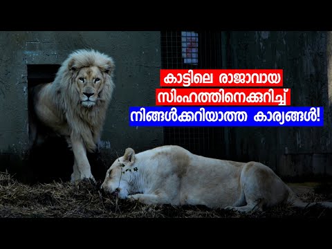 കാട്ടിലെ രാജാവായ സിംഹത്തിനെക്കുറിച്ച് നിങ്ങൾക്കറിയാത്ത കാര്യങ്ങൾ! Interesting facts about Lion