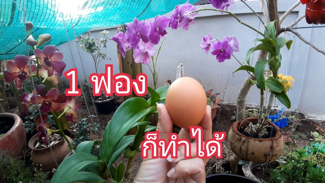 สูตรเด็ด!!ไข่ 1 ฟองก็ทำได้ กล้วยไม้ไม้ดอกไม่ออกดอกใช้สูตรนี้เลยต้นรากใบแข็งแรงดอกเพียบ สาคู channel