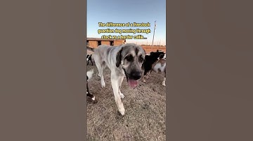 The difference of a livestock guardian dog moving through stock vs a border collie