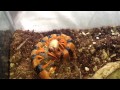 Feeding My Scolopendra Galapagoensis And Scolopendra Hardwickie