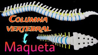 COLUMNA VERTEBRAL FLEXIBLE en MAQUETA, fácil de hacer en casa