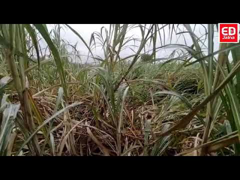 वाऱ्यामुळे पाऊस पडला आडवा