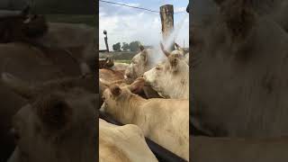 Обработка коров от клеща