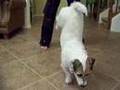 Can your dog do this? Meet Jesse, and be Amazed!!