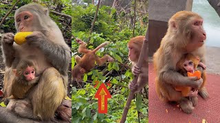 Monkey mother taking care of baby monkey