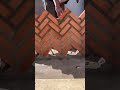 very neat brick laying #construction #brick #popular #viralshorts #shorts