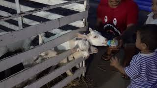 Boy feeding baby goats in Khorat, Thailand