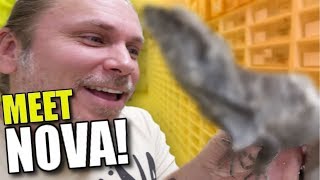 I GOT A NEW PET DINOSAUR!!! **FRILLED DRAGON** | BRIAN BARCZYK