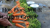 How to CAN Carrots ~~ Harvest 2017 - YouTube