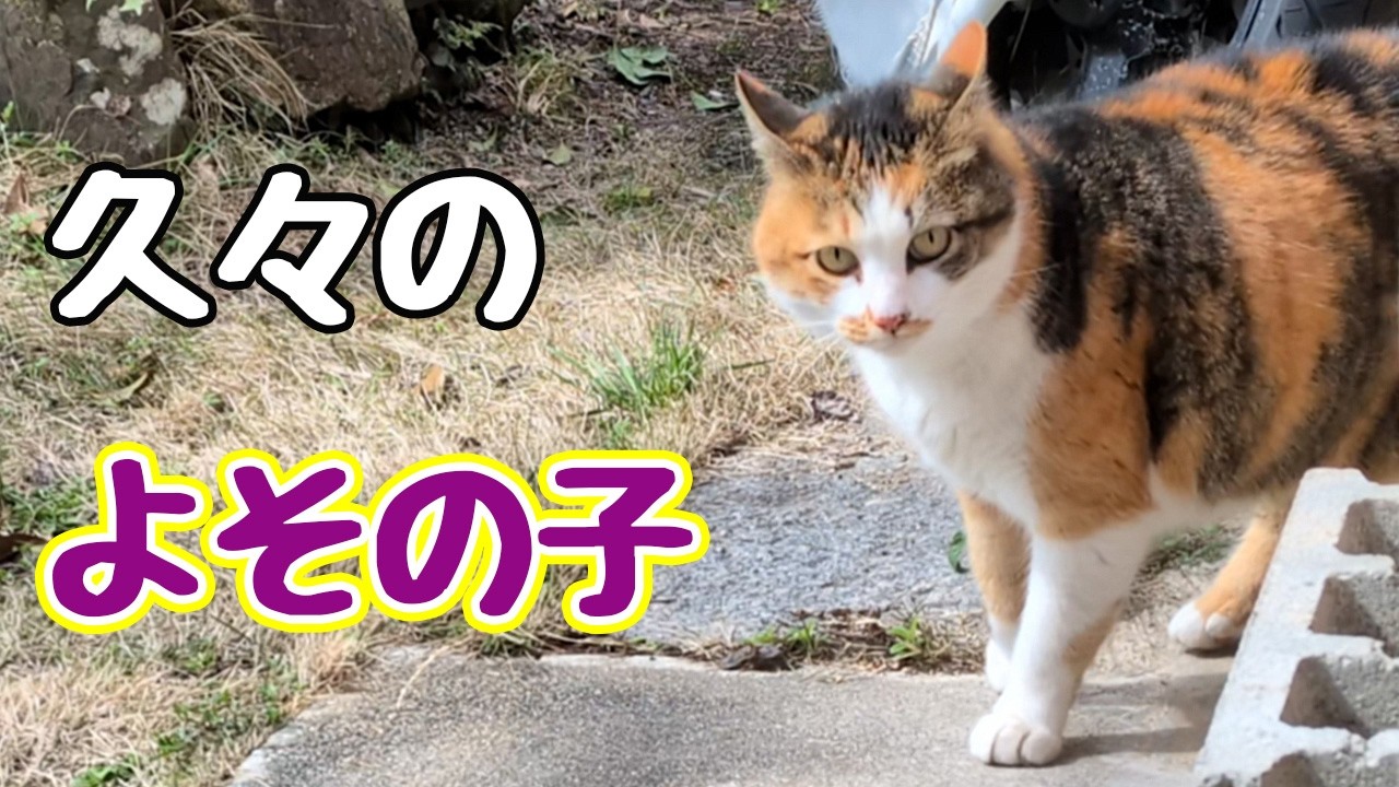 顔を あわせば…【よその子】【元野良猫】