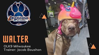 1 Y/O Weimaraner “Walter” / Reactive Pup / Milwaukee Dog Trainers