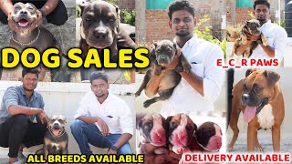 DOG For Sales /Delivery Available /Puppy's Price List /Kennel in Tamilnadu /American Bully/SE VLOGS