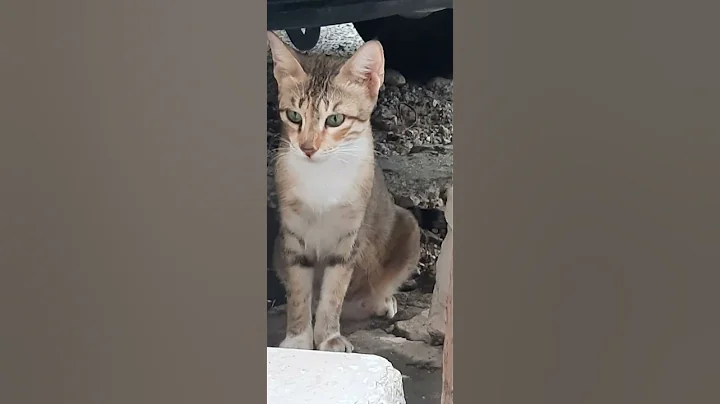 Watch the video about Abyssinian cat with blue eyes🤩😍#cat#abyssiniancats#