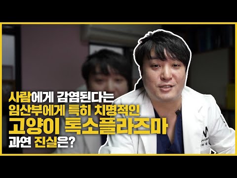 사람에게 감염된다는 고양이 전염병 톡소플라즈마 그 진실은?