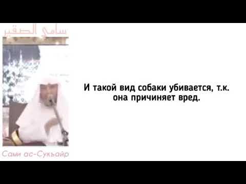 Можно ли держать собаку в квартире по православному закону. Собака монах. Мусульманская собака. Можно ли держать собаку в исламе. Можно ли мусульманам заводить собаку в квартире.