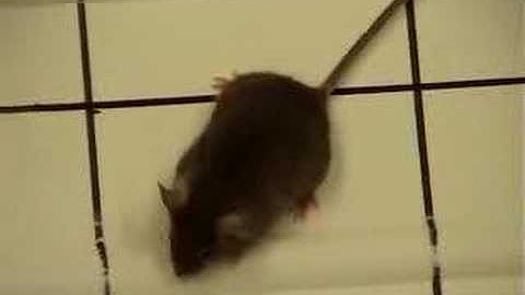 Autism-spectrum disorder reversed in mice 1