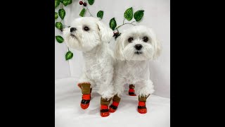 Зимняя обувь для собак