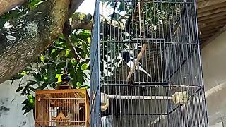 Kacer poci pasca mabung/Copsychus saularis/Oriental Magpie-​robin