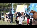 Pablo Djordjoni izlozba Cacak - dog show in Serbia -  Dogo Canario