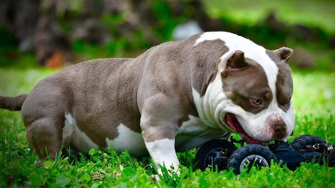 Extreme American Bully Pups , K-2 Meets K-2 🦍 #fypシ #puppies #puppy #