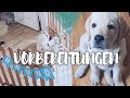 VORBEREITUNGEN | Labrador Retriever Welpe BRUNO zieht ein | Throwback #1 Hund