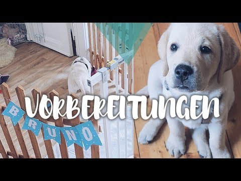 Video: Wie Wählt Man Einen Labrador Retriever-Welpen Aus?