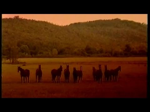 Murat Yılmaz Yıldırım - Güller Topladım Saçlarından (Official Video)